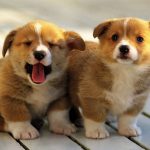 Nuoi cho trong nha, tai sao nuoi cho trong nha, co nen nuoi cho trong nha